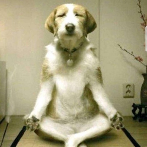 Meet your Posher, Tashi - Picture 1 of 1